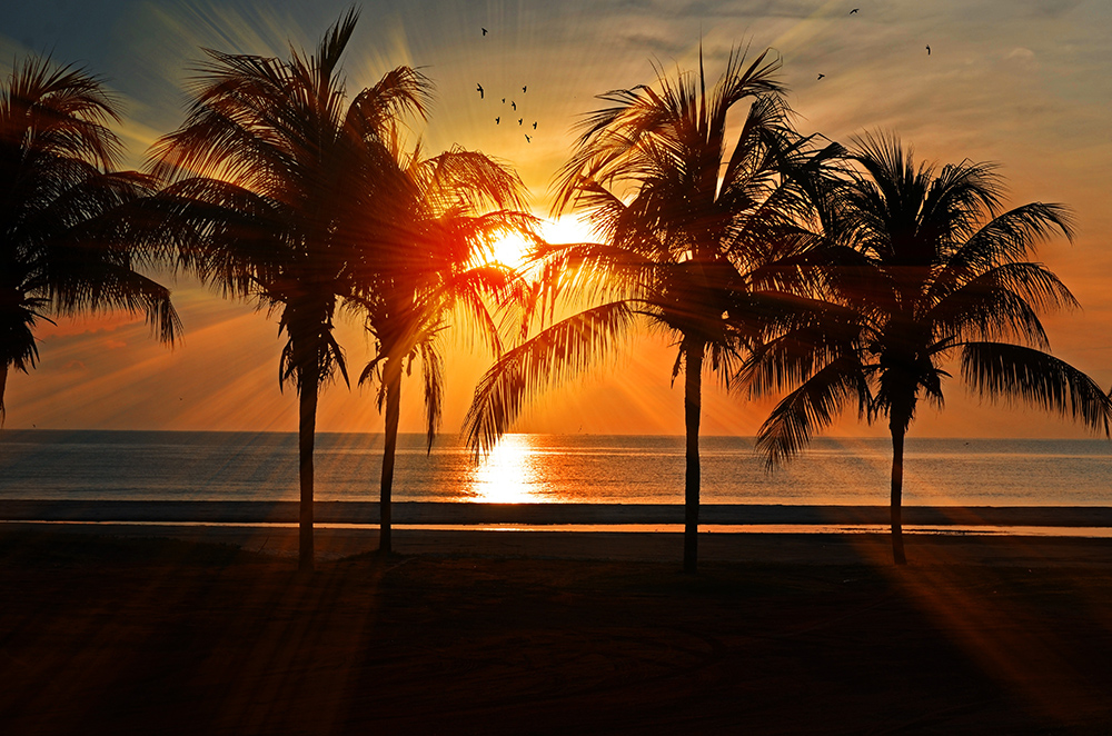 Sunset Through Palm Trees